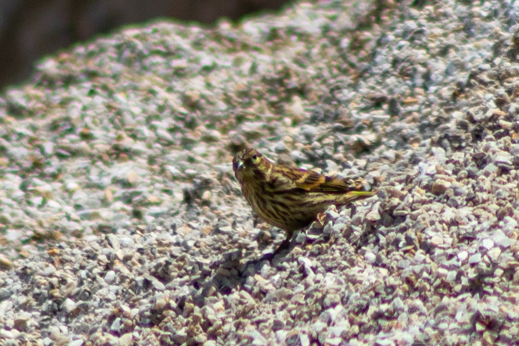 European Serin - ML619889192