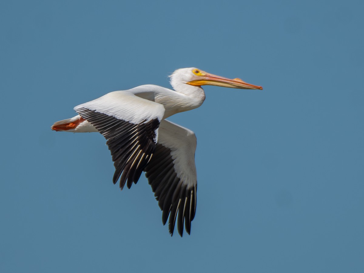 pelikán severoamerický - ML619889199