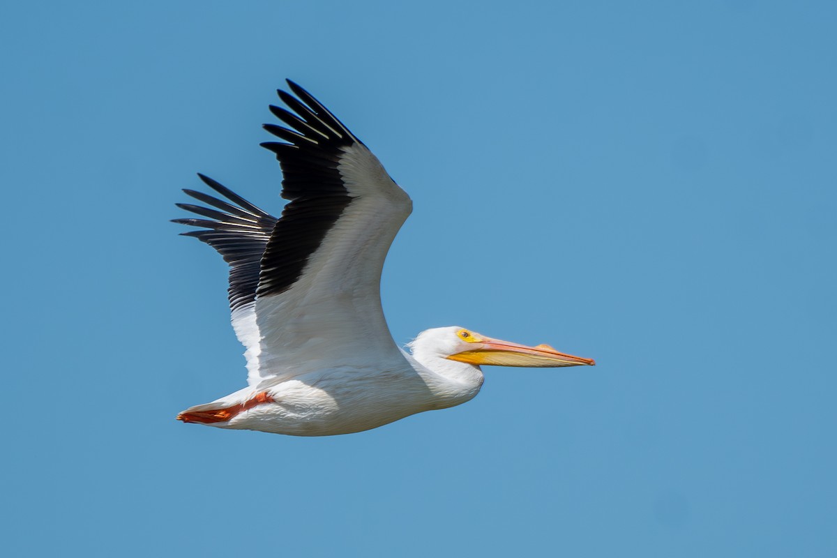pelikán severoamerický - ML619889200