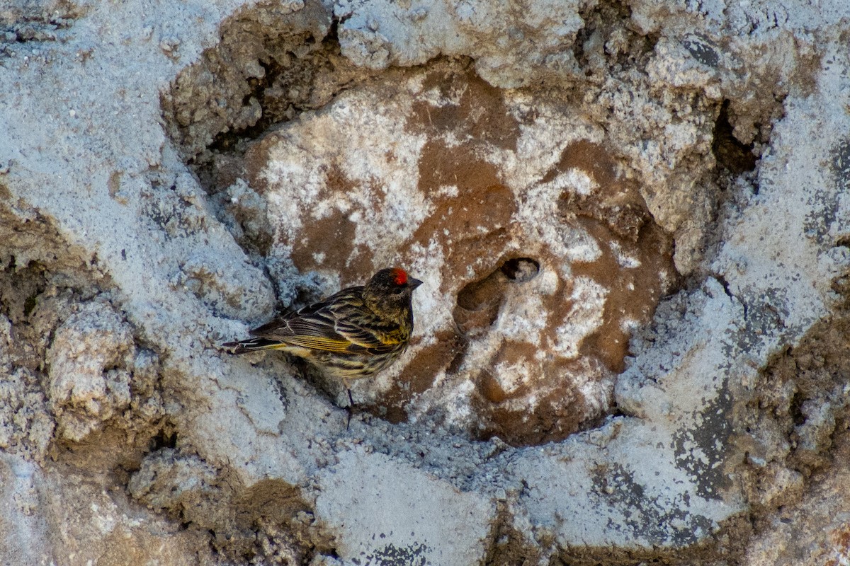 Fire-fronted Serin - ML619889209