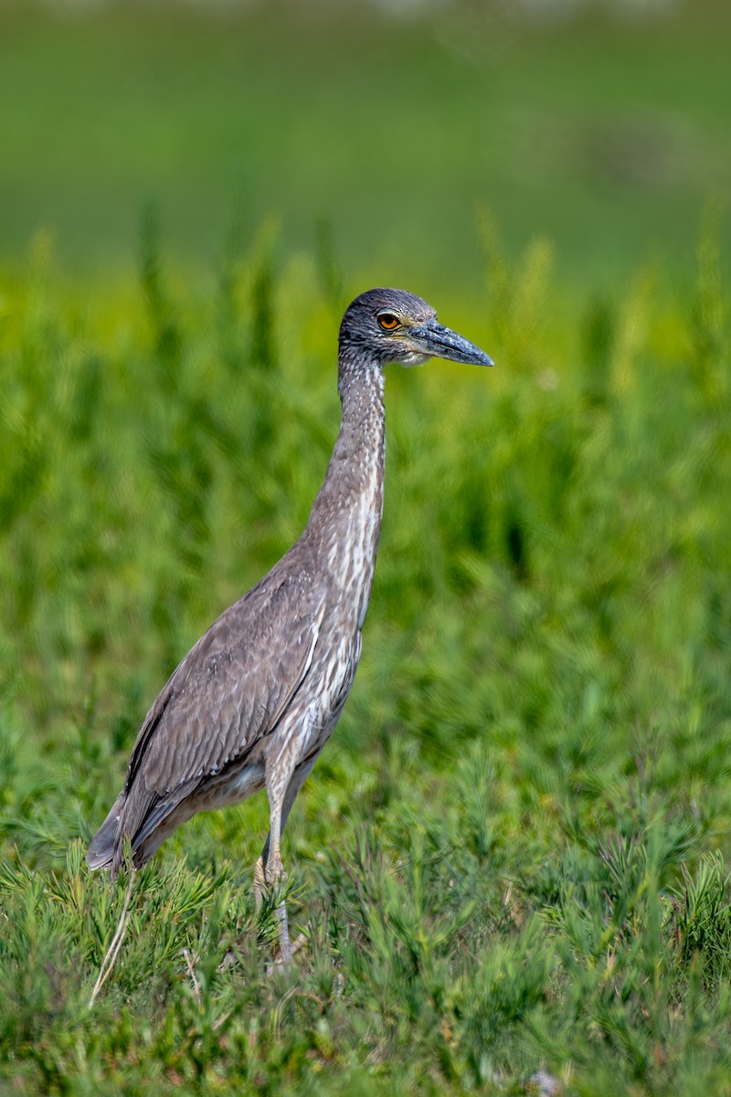 Yellow-crowned Night Heron - ML619889213