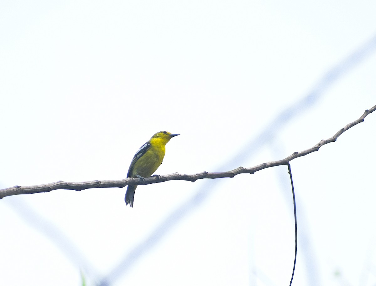 Common Iora - ML619889216