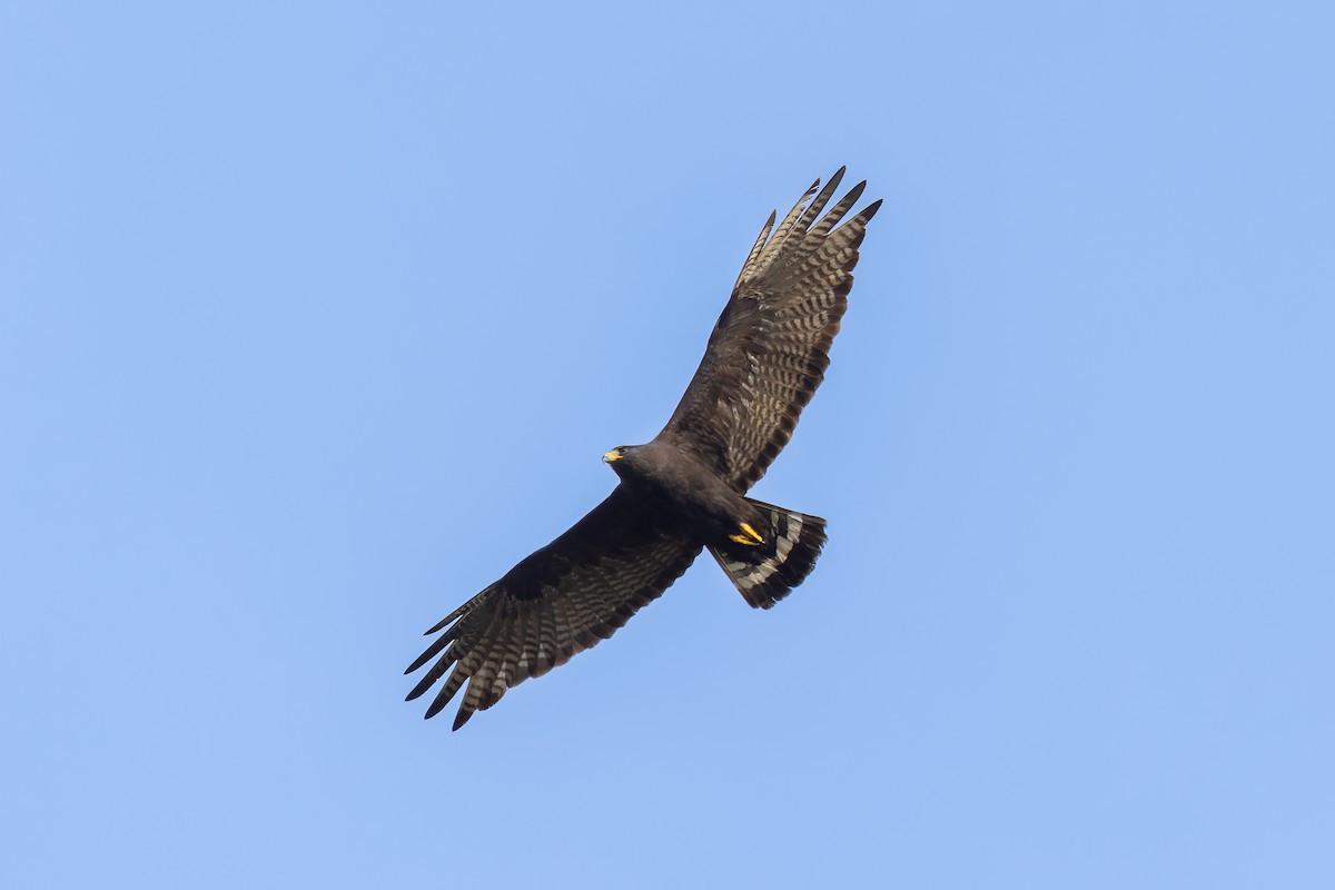 Zone-tailed Hawk - ML619889228