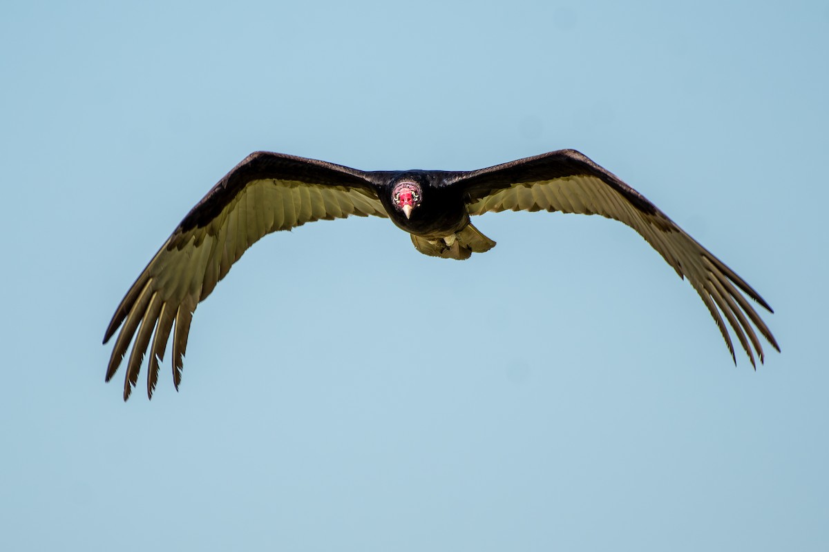 Turkey Vulture - ML619889229