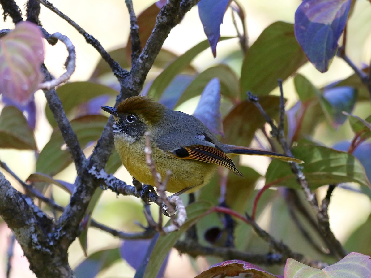 Chestnut-tailed Minla - ML619889230