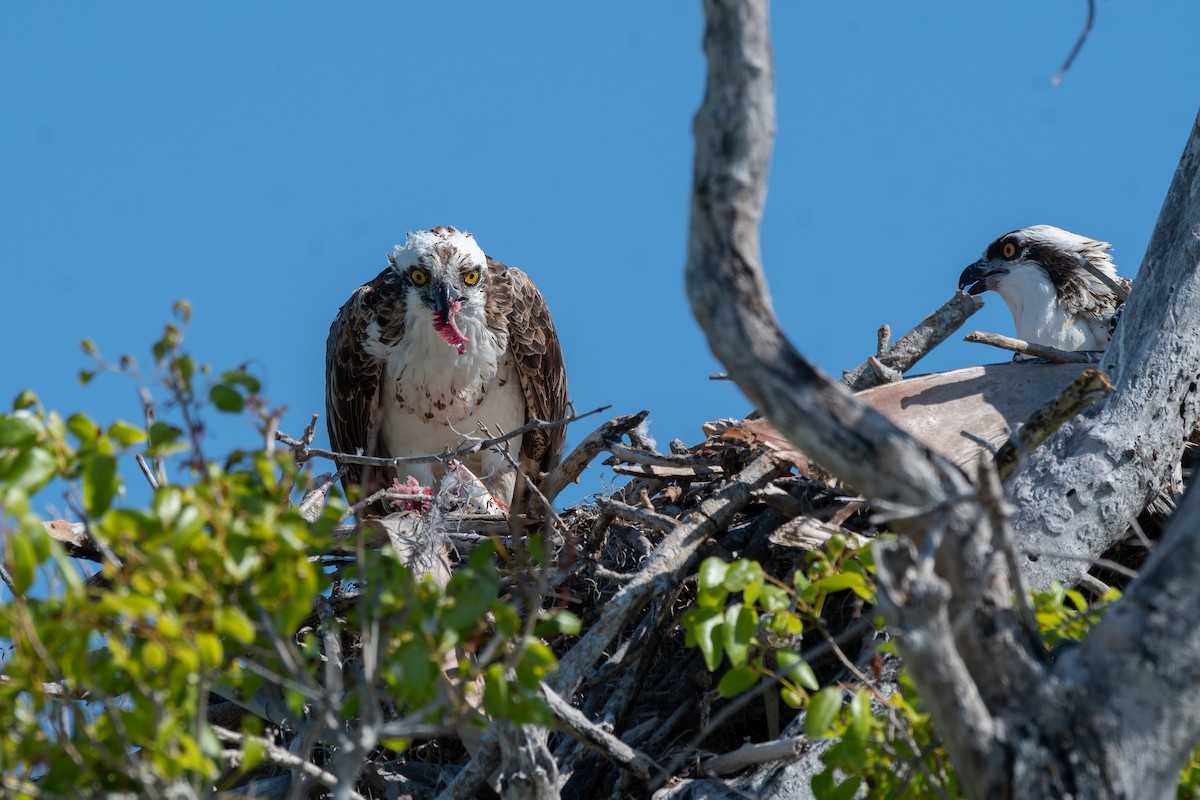 Osprey - ML619889242