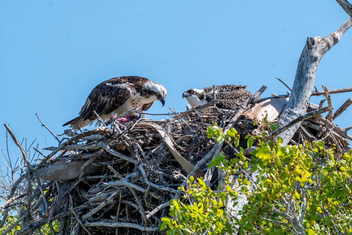 Osprey - ML619889246