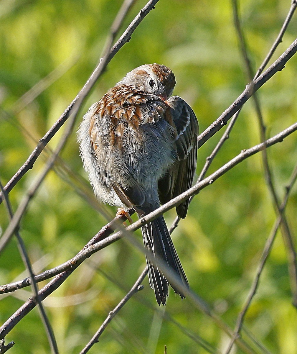 Field Sparrow - ML619889250