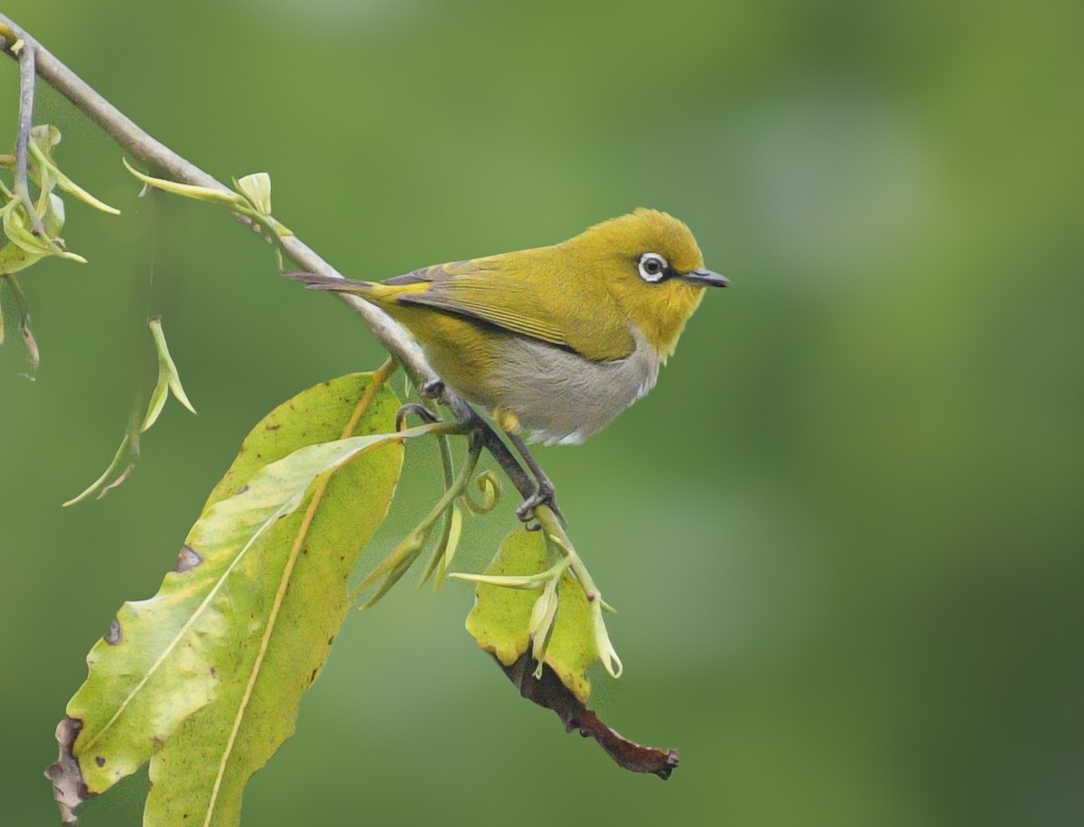 Indian White-eye - ML619889251