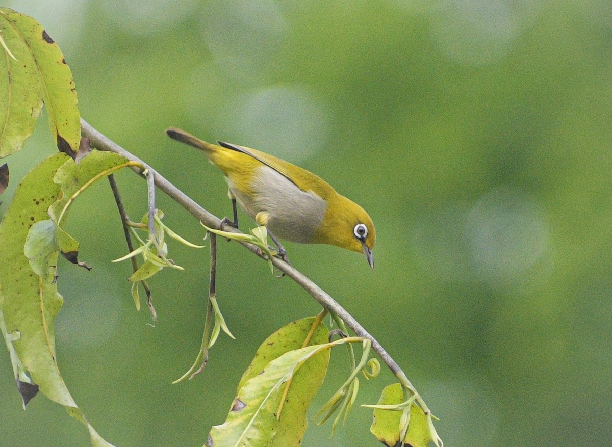 Indian White-eye - Duwaki Rangad