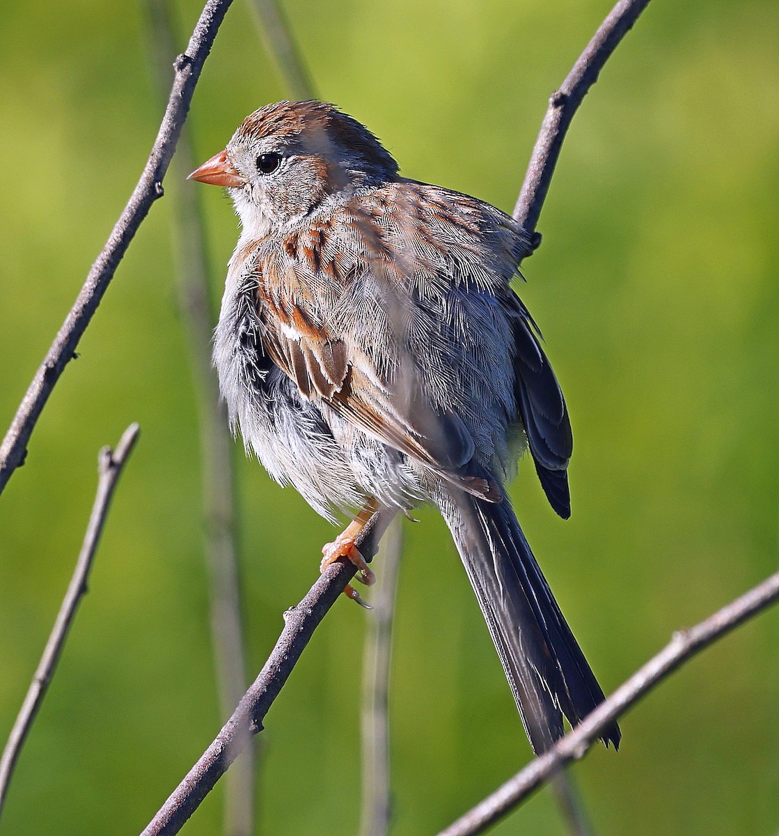 Field Sparrow - ML619889256