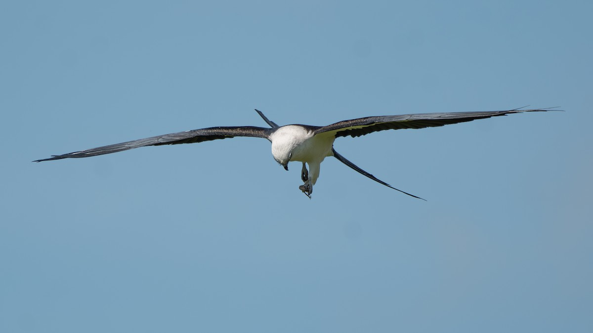Swallow-tailed Kite - ML619889264