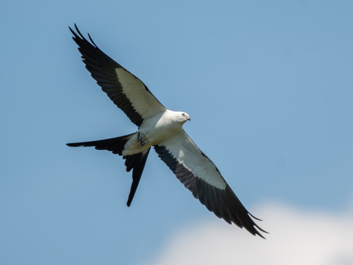 Swallow-tailed Kite - ML619889265