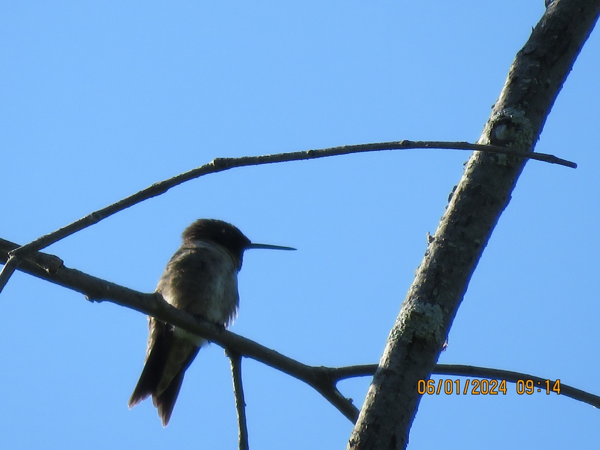 Ruby-throated Hummingbird - ML619889276