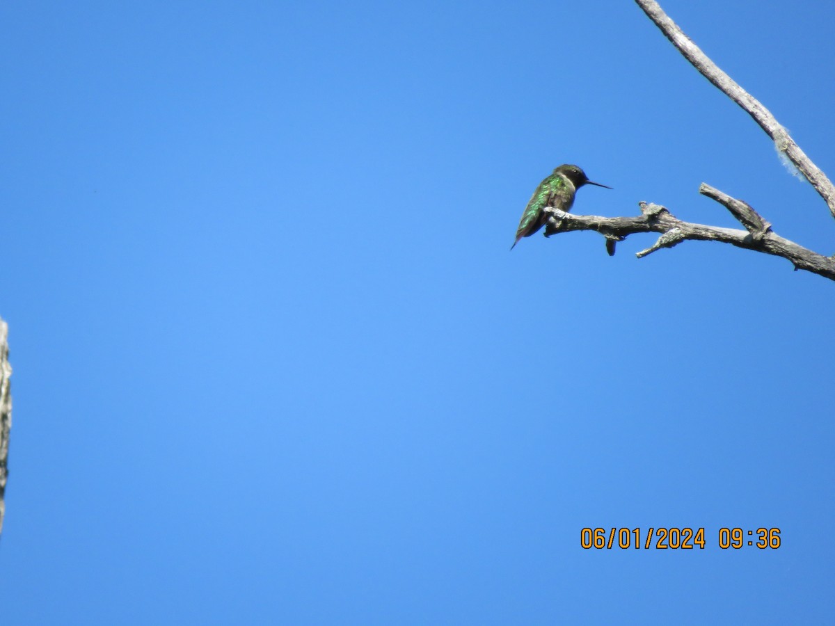 Ruby-throated Hummingbird - ML619889277