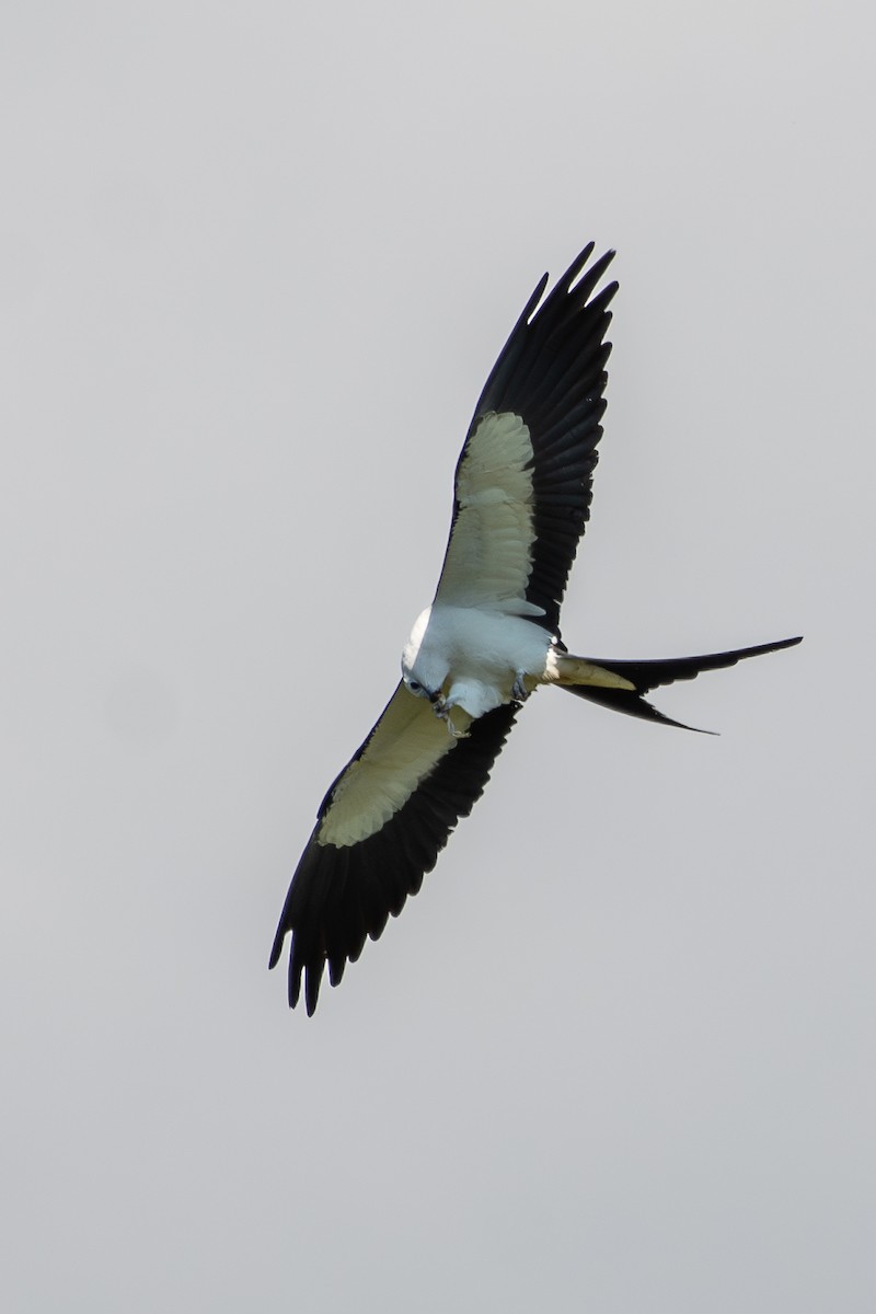 Swallow-tailed Kite - ML619889278
