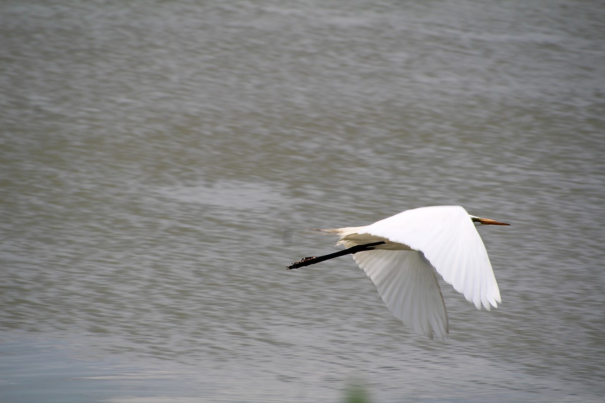 Great Egret - ML619889285