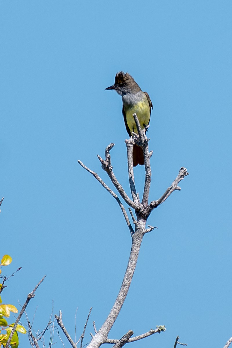 Great Crested Flycatcher - ML619889287