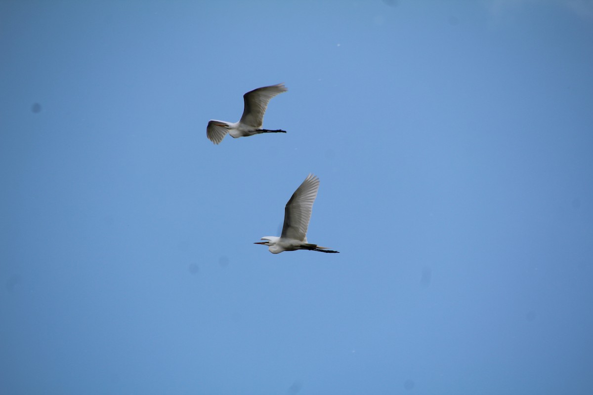 Great Egret - ML619889296