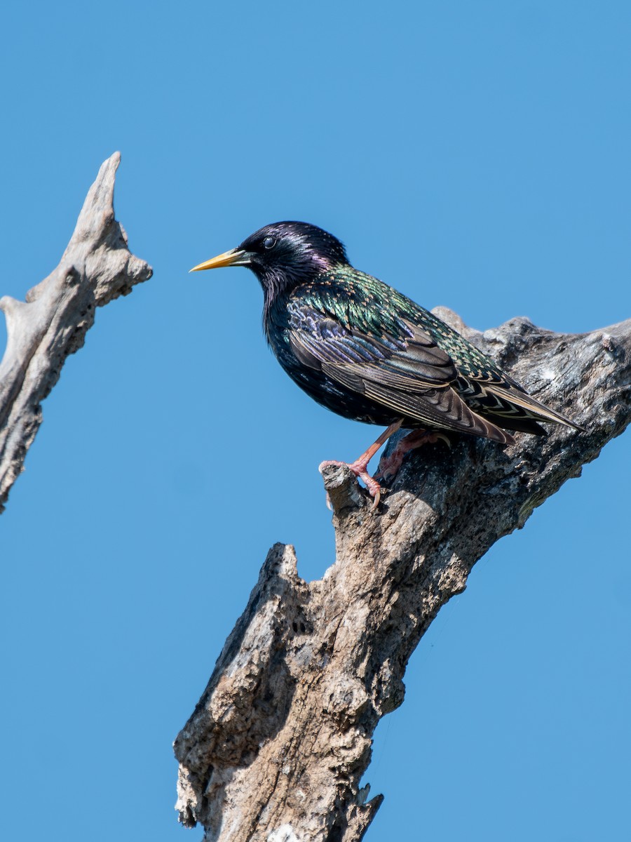 European Starling - ML619889298