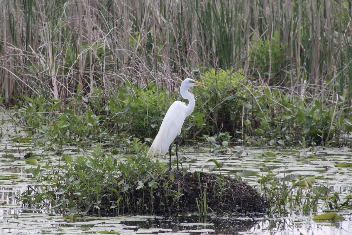 Great Egret - ML619889299