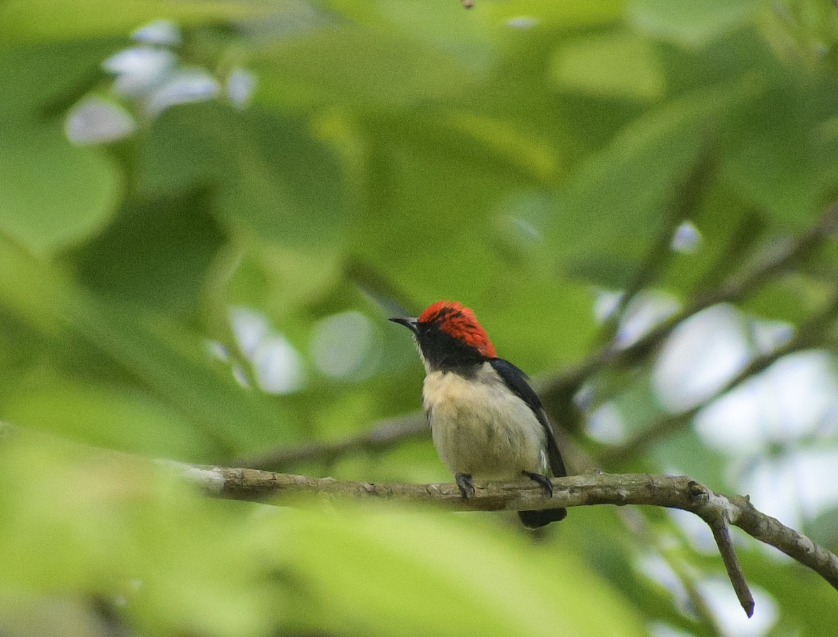Scarlet-backed Flowerpecker - ML619889309