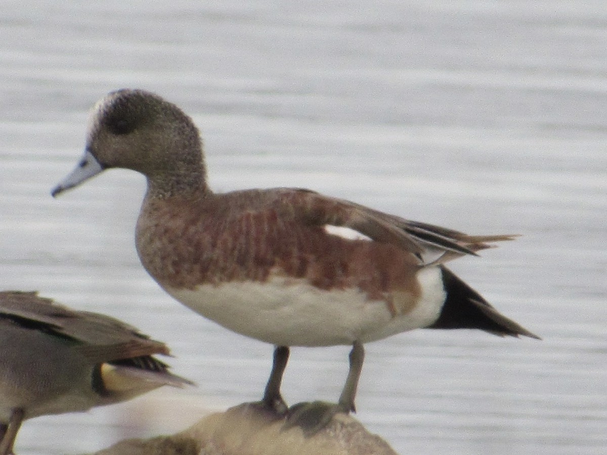 American Wigeon - ML619889315