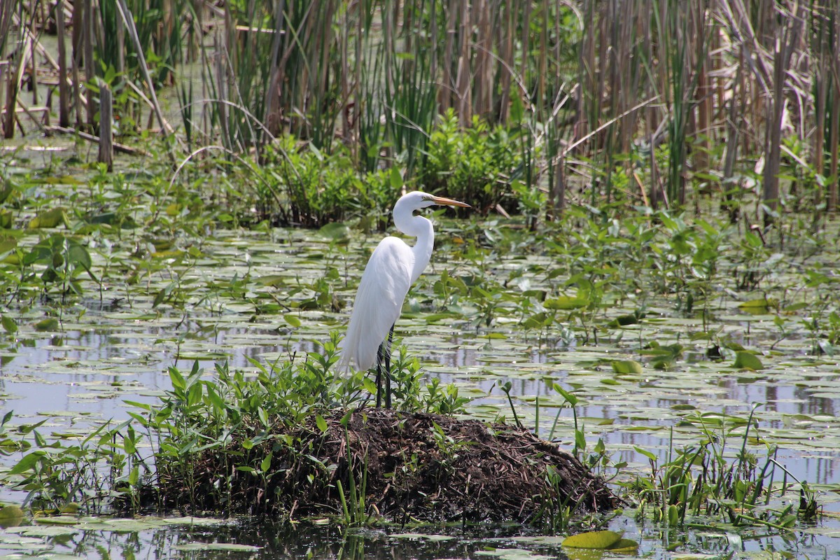 Great Egret - ML619889320