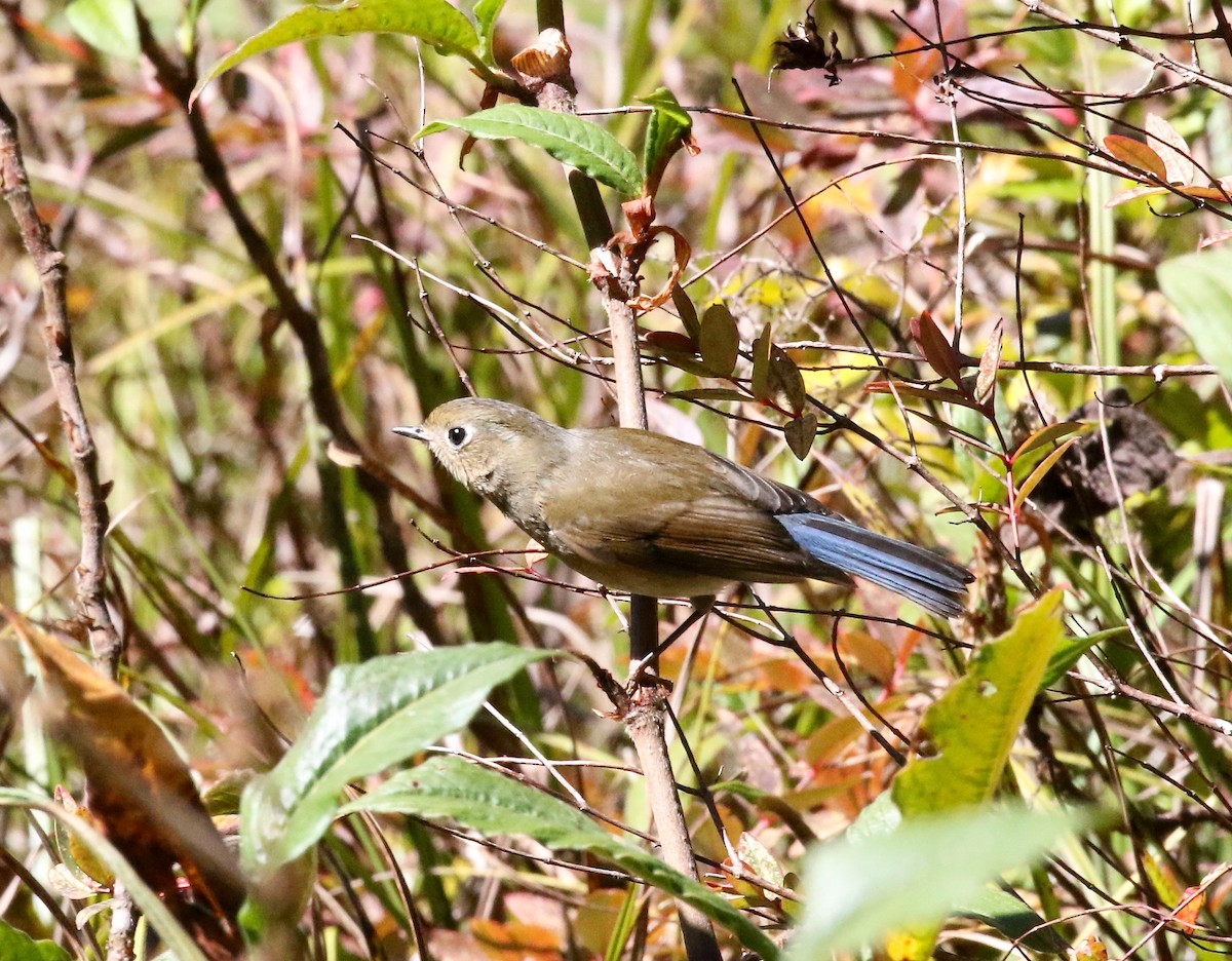 Himalayan Bluetail - ML619889332