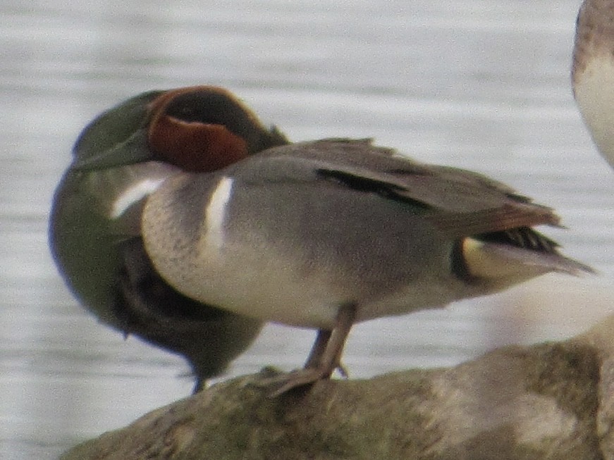 Green-winged Teal - ML619889337