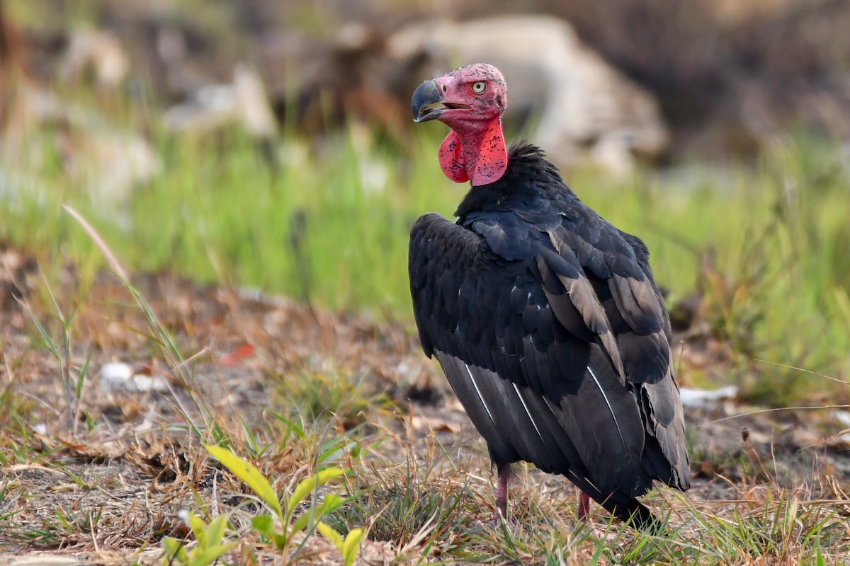 Red-headed Vulture - ML619889377