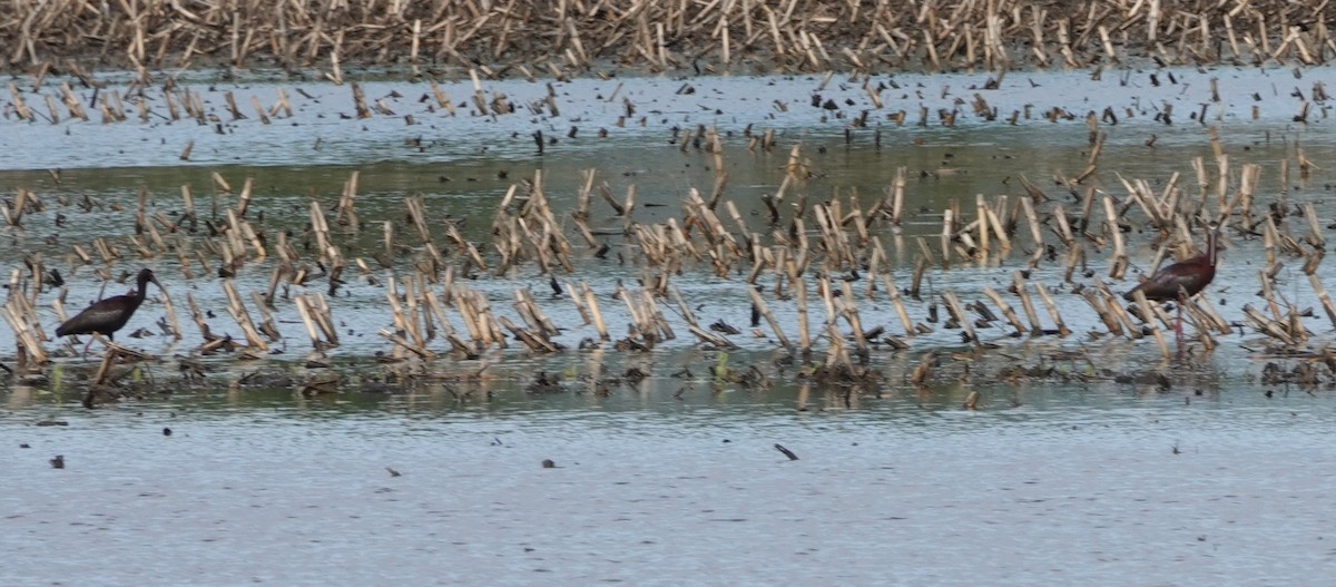 White-faced Ibis - Craig Mandel