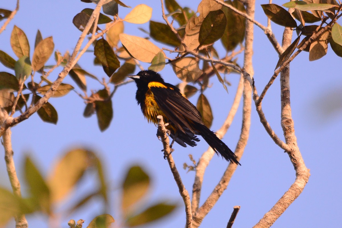 Black-cowled Oriole - ML619889388