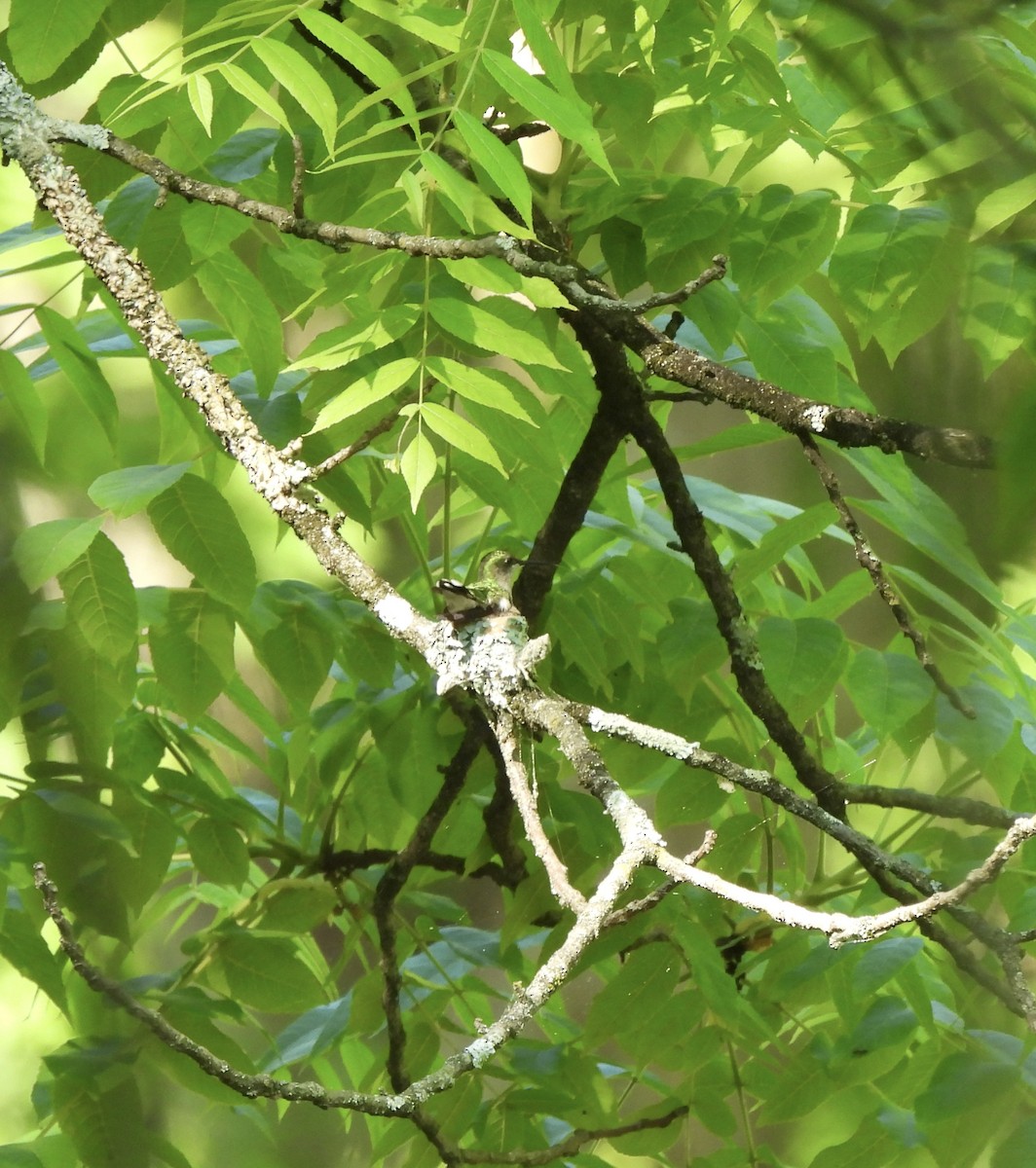 Yakut Boğazlı Kolibri - ML619889390