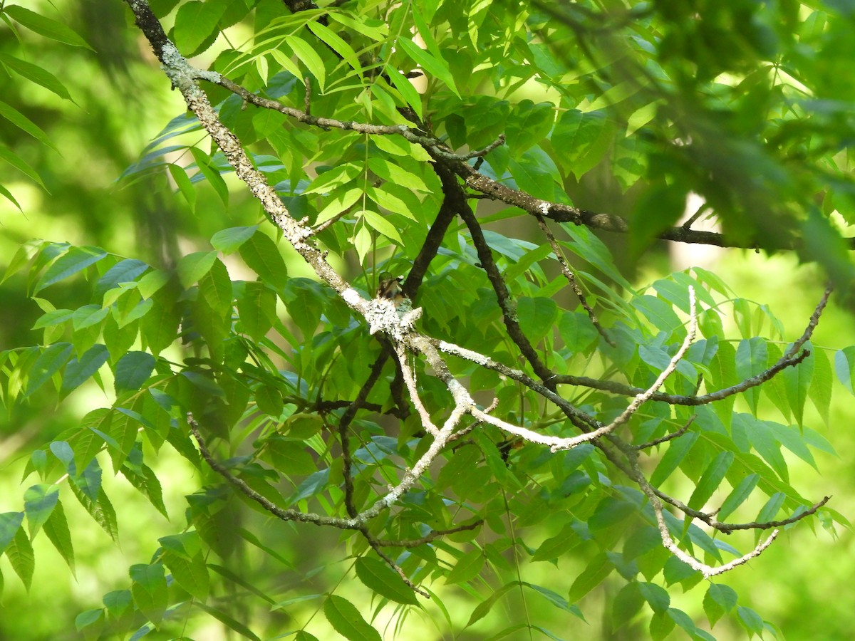 Yakut Boğazlı Kolibri - ML619889393