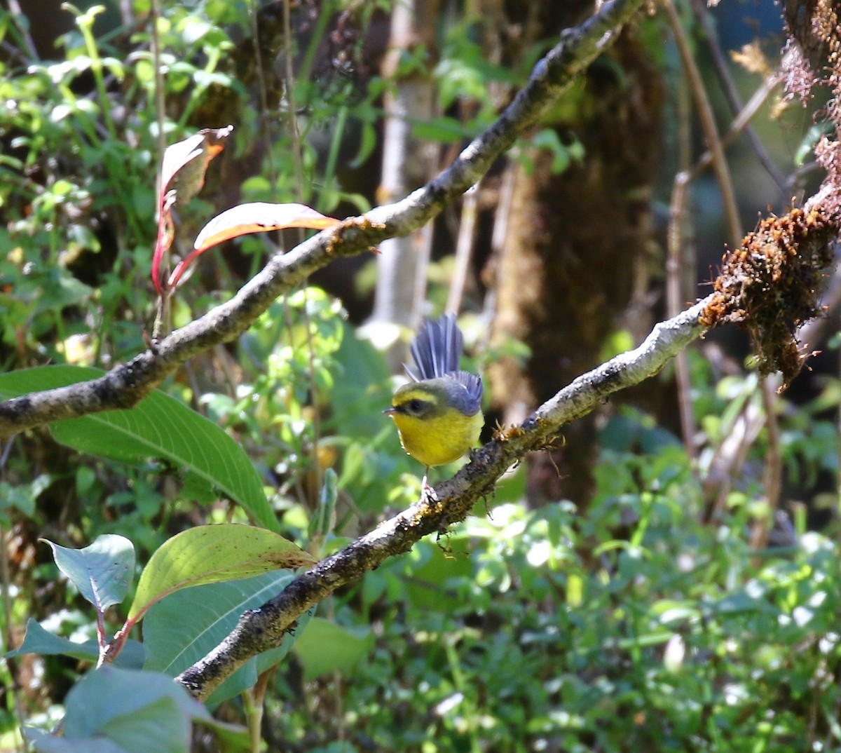 Yellow-bellied Fairy-Fantail - ML619889406