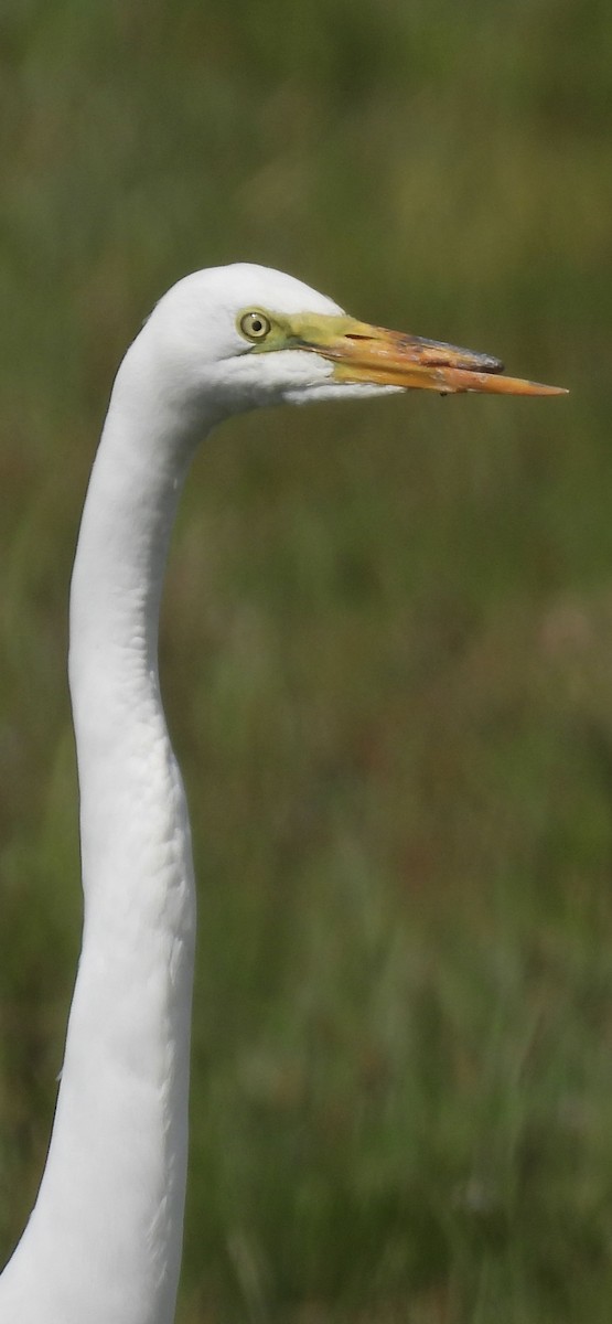 Great Egret - ML619889410