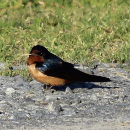 Barn Swallow - ML619889416