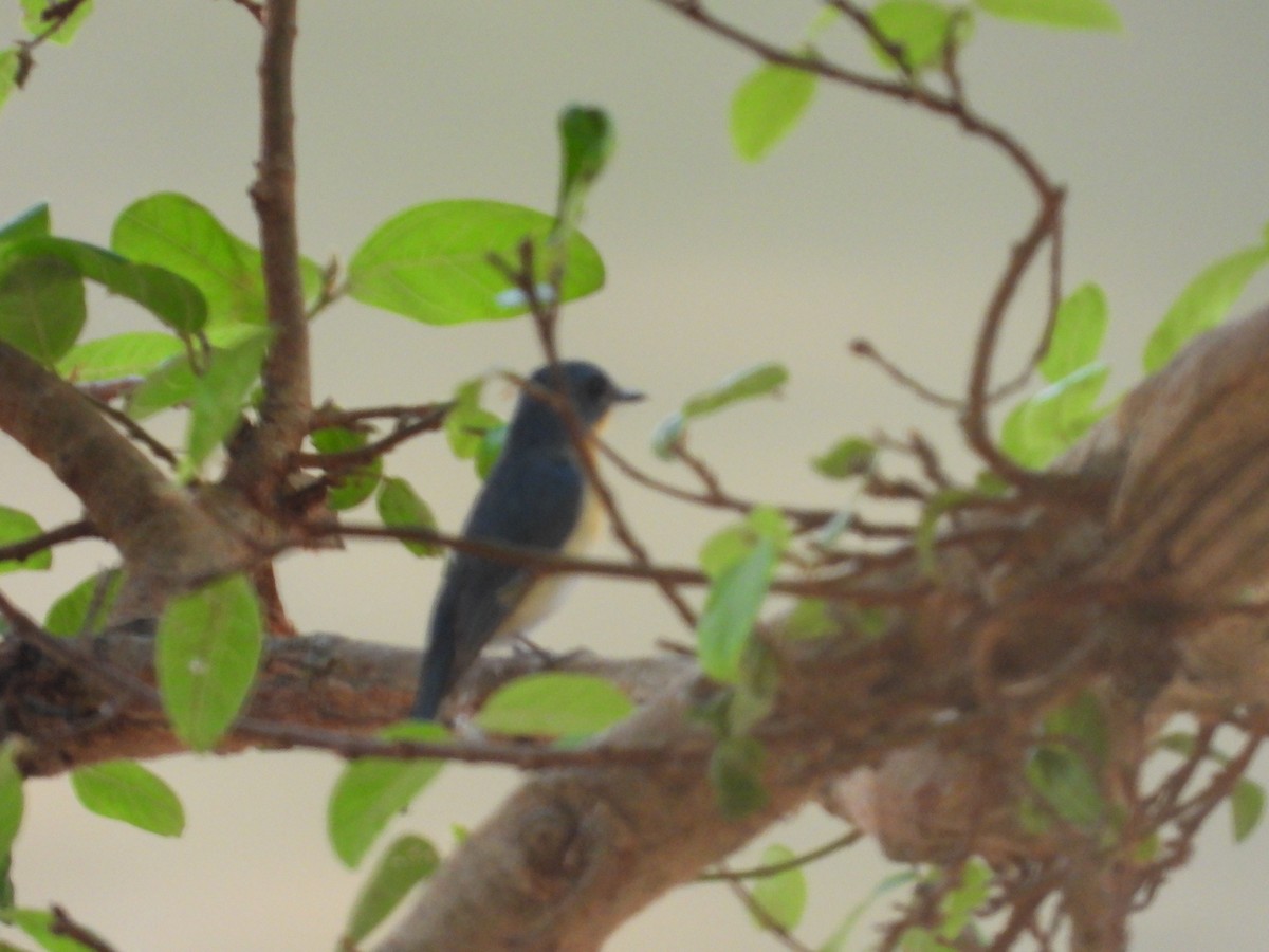 Tickell's Blue Flycatcher - ML619889422