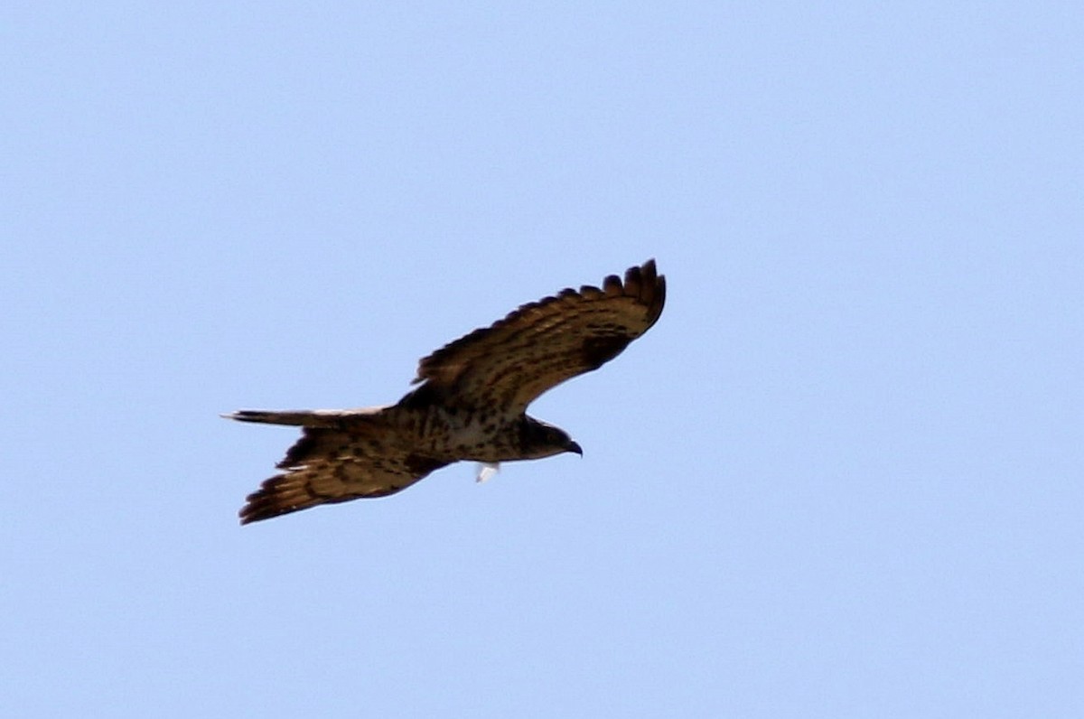 European Honey-buzzard - ML619889425