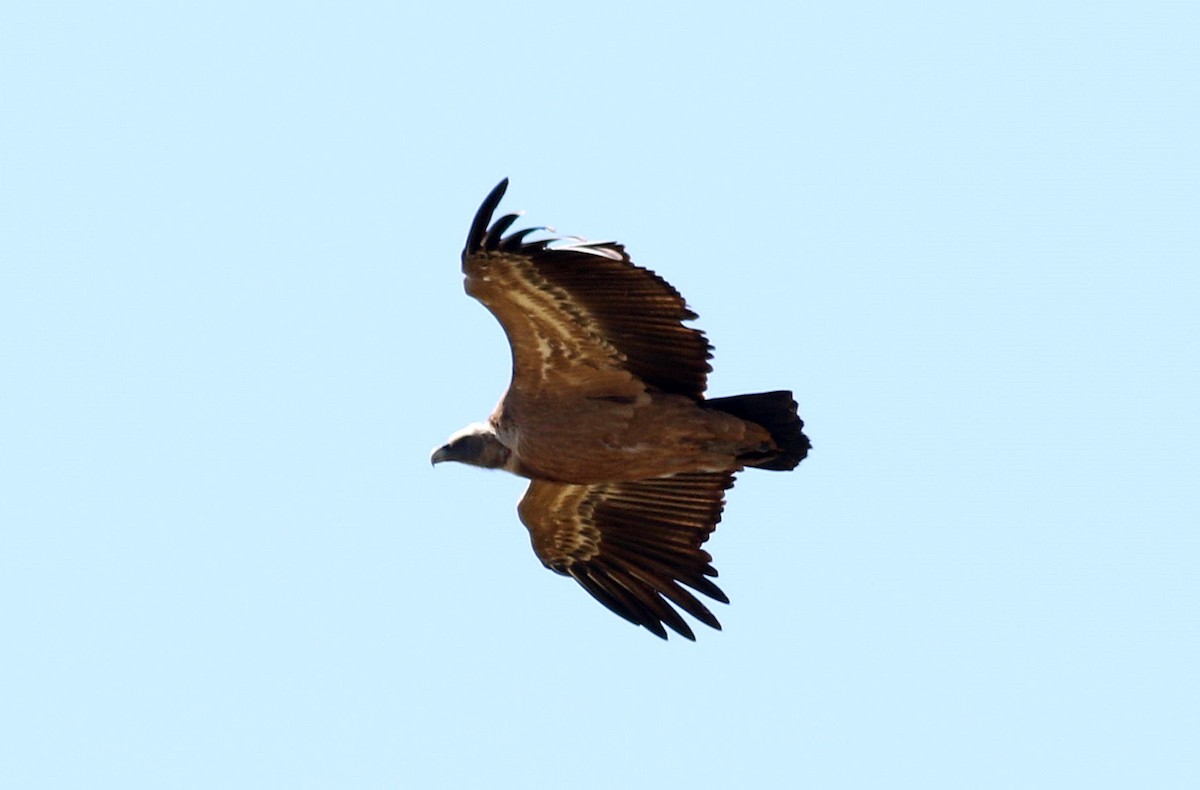 Eurasian Griffon - ML619889428