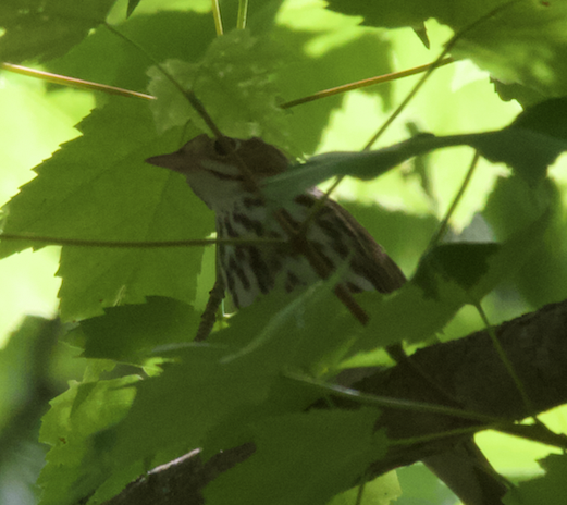 Paruline couronnée - ML619889431