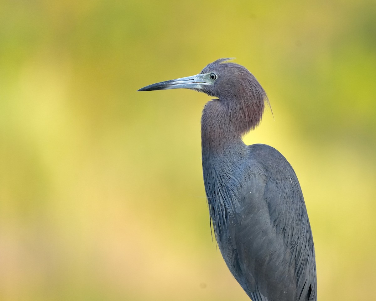 Little Blue Heron - ML619889432