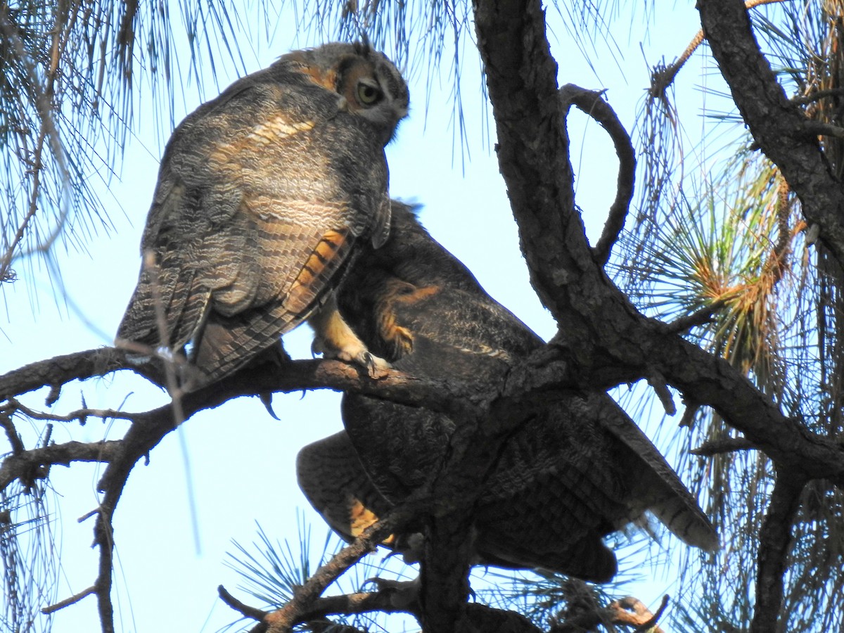 Great Horned Owl - ML619889433