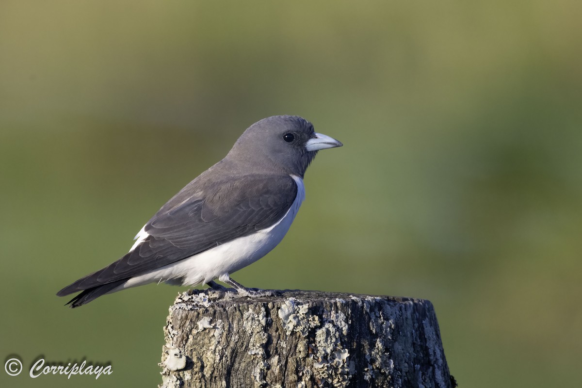 White-breasted Woodswallow - ML619889441