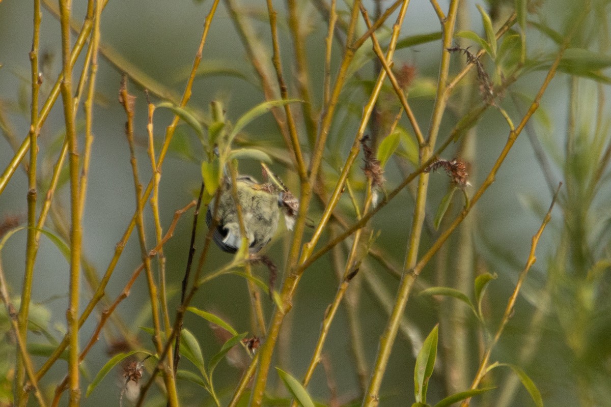 Eurasian Blue Tit - ML619889458