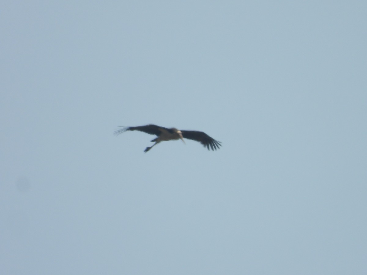 Lesser Adjutant - ML619889461