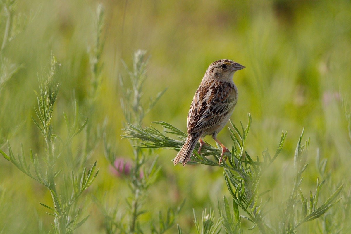 Grasshopper Sparrow - ML619889462