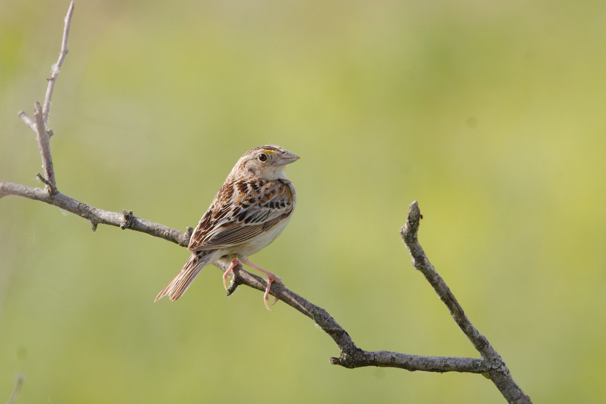 Grasshopper Sparrow - ML619889463