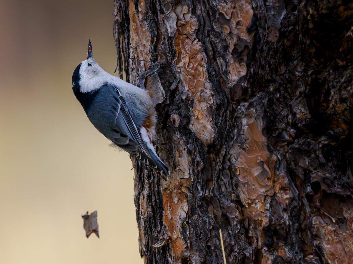 White-breasted Nuthatch - Tony Doty